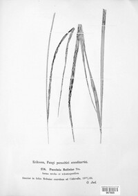 Puccinia moliniae image